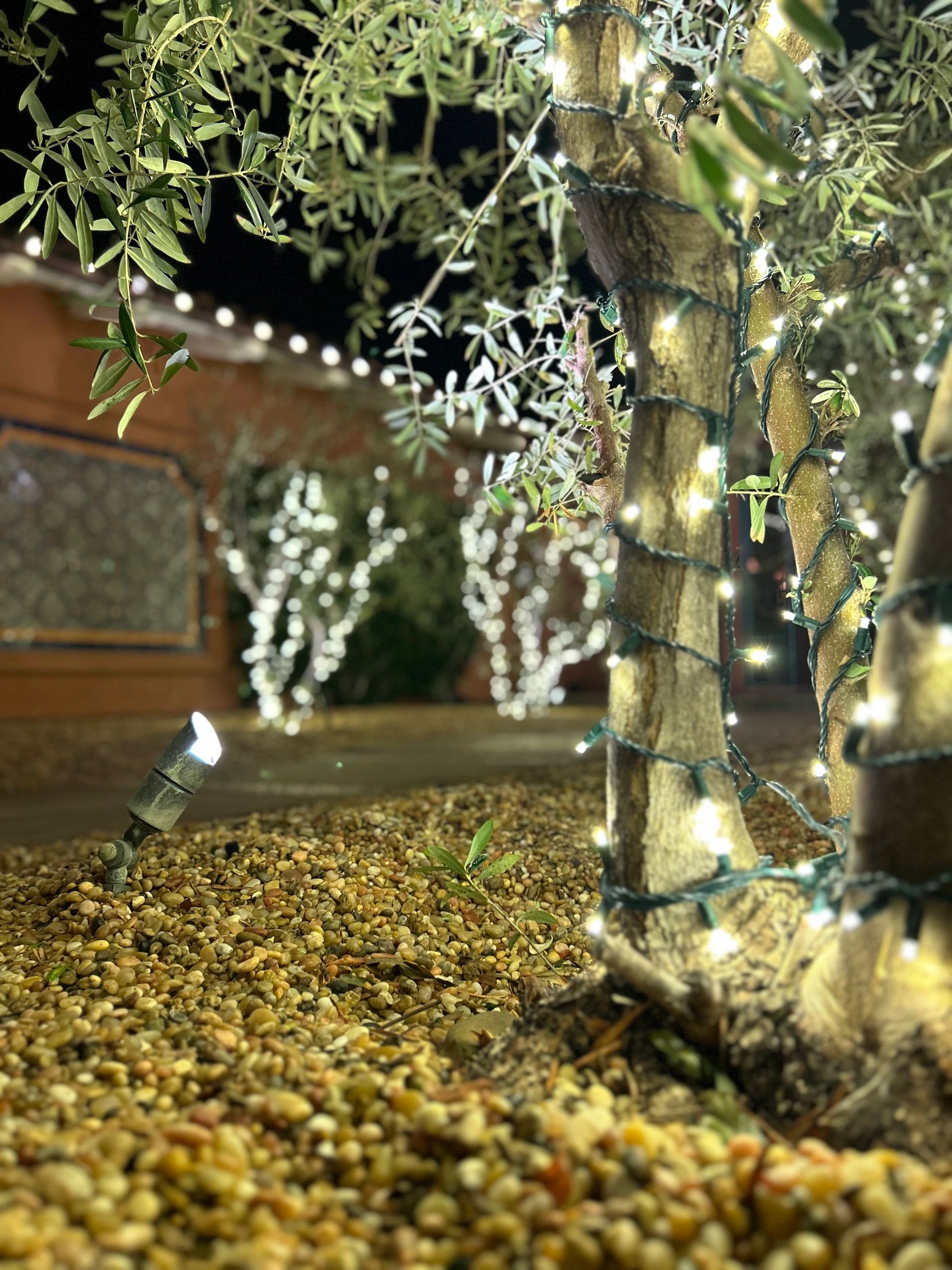 Garden with warm string lights